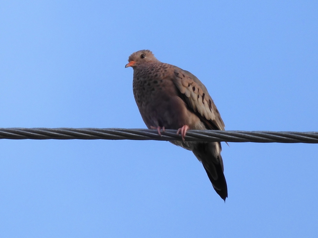 Common Ground Dove 3-29-23