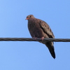 Common Ground Dove 3-29-23