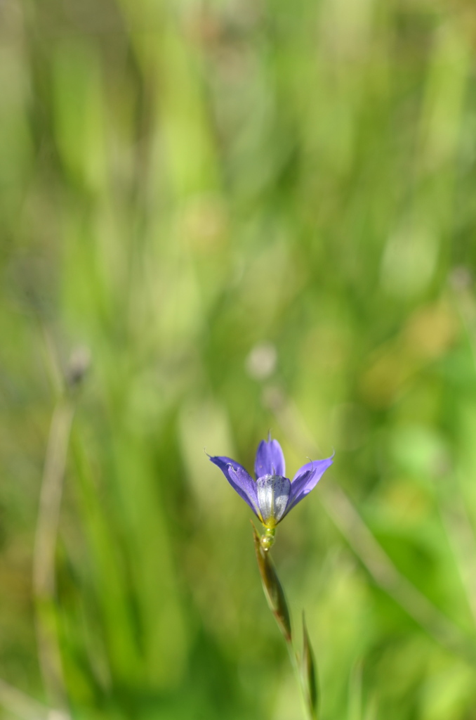 Blue Eyed Grass VII 2-9-23