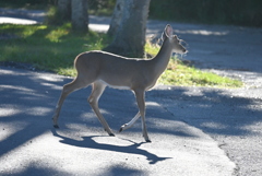 Young Deer 10-15-25