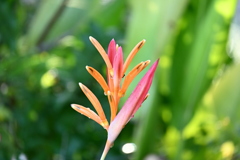 Parakeet Heliconia 8-20-25