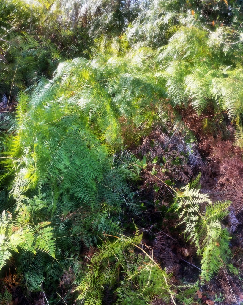 Fern Trail 1-18-26