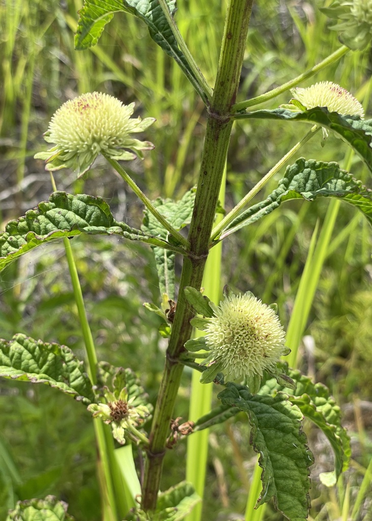 Hyptis capitata　7-14-23