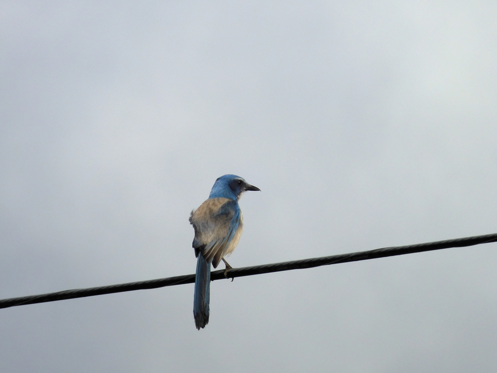 Florida Scrub Jay I 2-21-23