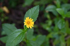 Creeping Oxeye I 7-9-25