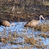 Limpkins  10-15-25