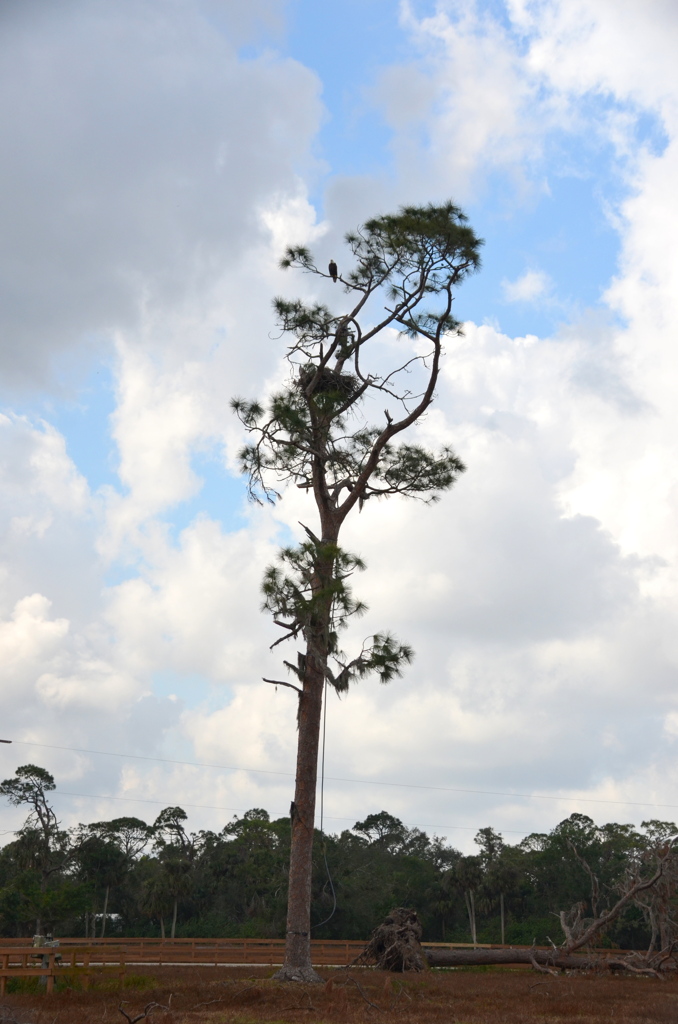 Nest Tree 2-3-23