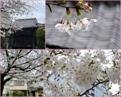 大信寺の桜　2024-4-4