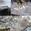 大信寺の桜　2024-4-4