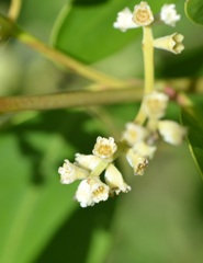 White Mangrove 7-17-25