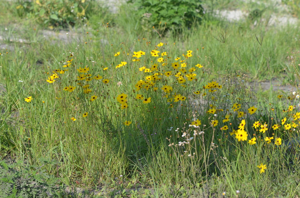 A Patch of Leavenworth’s Tickseeds 5-4-2