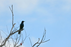 Boat-tailed Grackle in Ollie's Pond Park
