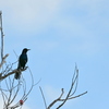 Boat-tailed Grackle in Ollie's Pond Park