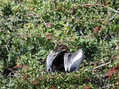 Female Anhinga 1-24-23