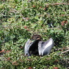 Female Anhinga 1-24-23