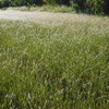 Heteropogon contortus　10-17-23