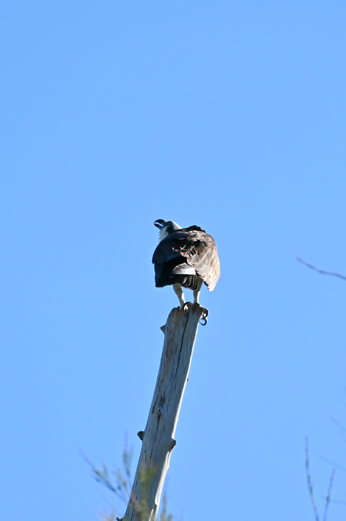 Osprey 3-i 8-31-24