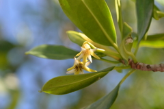 Red Mangrove II 7-17-25