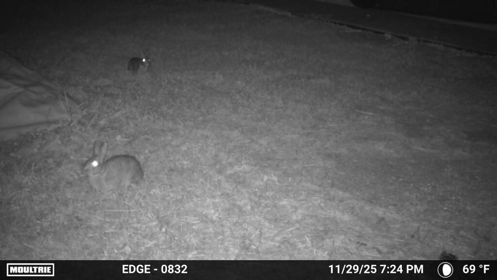 2羽のうさぎ　11-29-25