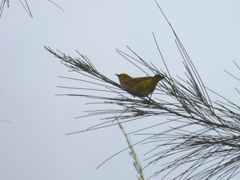 Yellow Warbler II 9-24-23