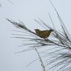 Yellow Warbler II 9-24-23
