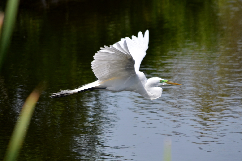 Great Egret Flying IV 3-5-24