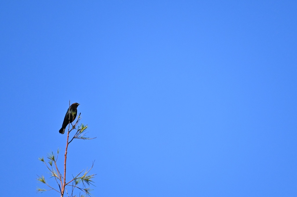 Brown Headed Cowbird IV 10-26-24