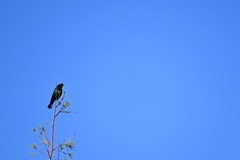 Brown Headed Cowbird IV 10-26-24