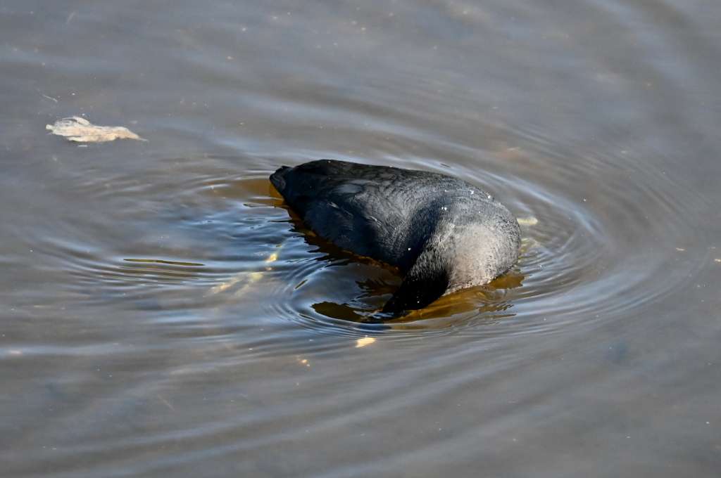 逃がすか　11-18-25