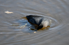 逃がすか　11-18-25