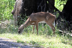 角がまだ頼りなげな  10-15-25