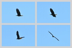 Bald Eagle flying 1-29-26