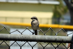 Loggerhead Shrike I 4-27-23