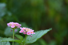 Lantana I 7-9-25