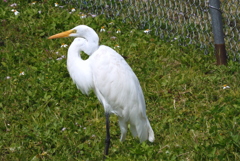 Great Egret by the Pond II 3-5-24