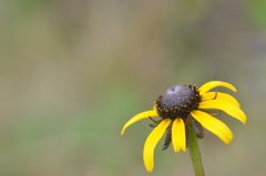 Blackeyed Susan 3-8-24