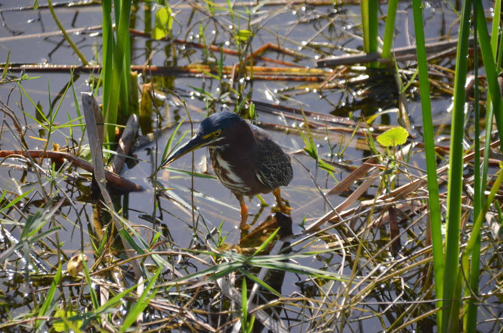 Green Heron V 2-9-23