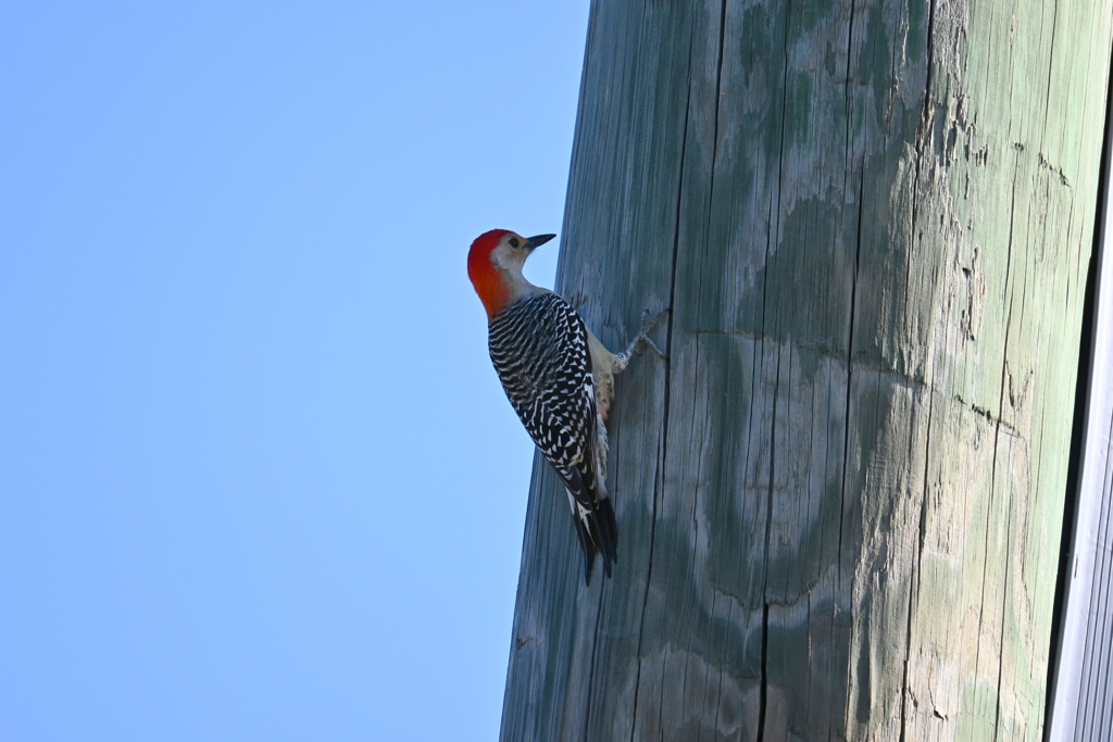 Red-bellied Woodpecker III 10-31-24