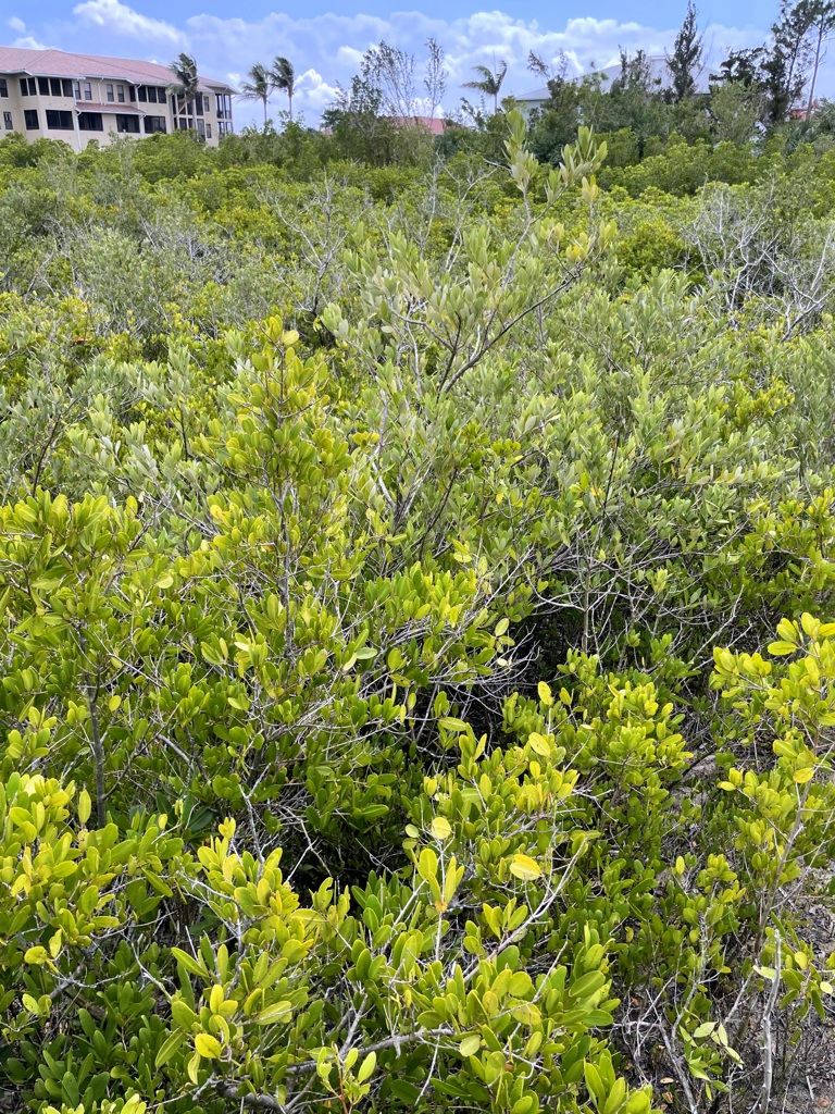 White Mangrove 3-5-25