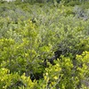 White Mangrove 3-5-25
