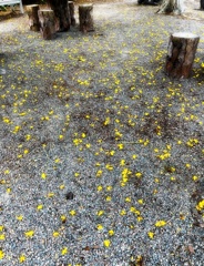 Yellow 7-17-25
