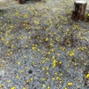 Yellow 7-17-25