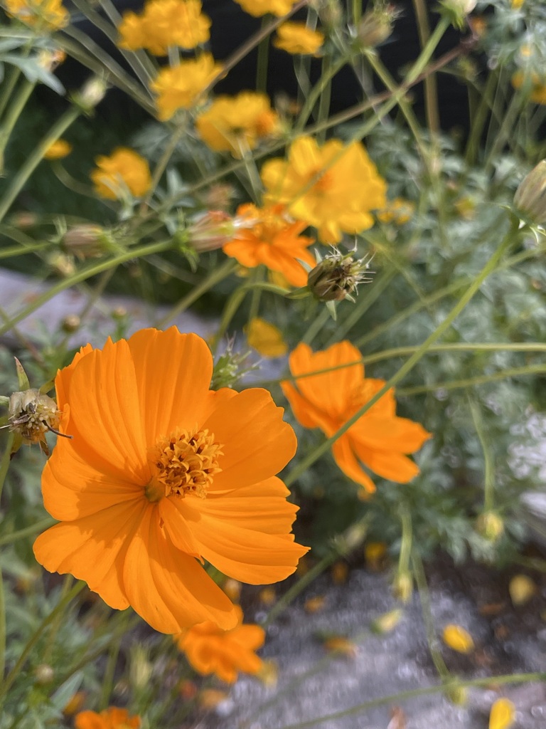 Yellow Cosmos in Orange 3-9-24