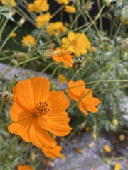 Yellow Cosmos in Orange 3-9-24