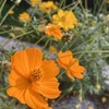 Yellow Cosmos in Orange 3-9-24