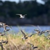 Least Sandpiper Flying 10-15-25