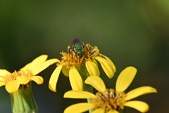 Agapostemon Sp.  12-16-25
