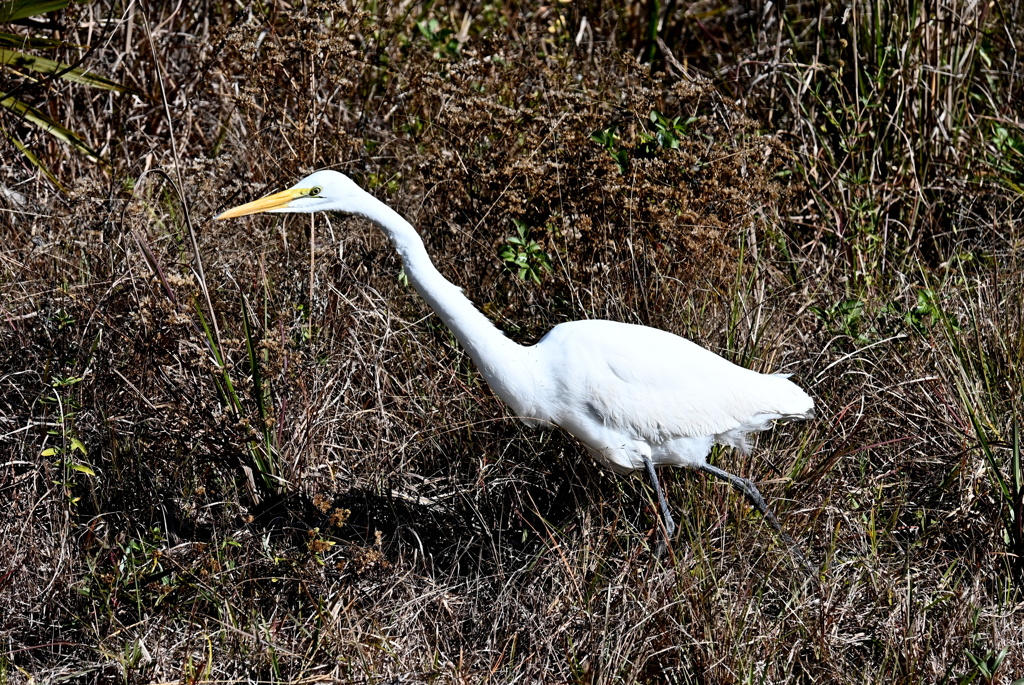 Great Egret 1-20-26