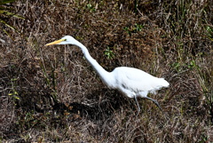 Great Egret 1-20-26
