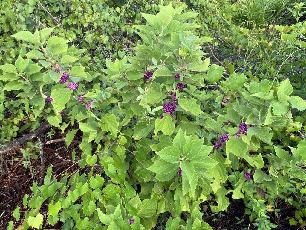 American Beautyberry II 8-21-23